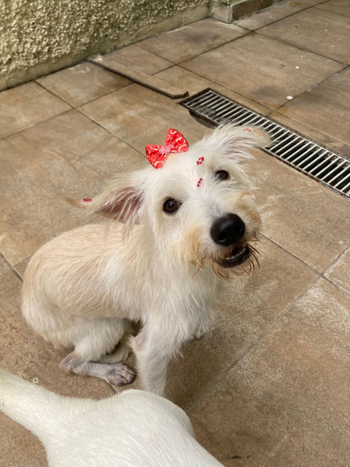 Cãozinha resgatada pelo Amigos da Mia com lacinho vermelho