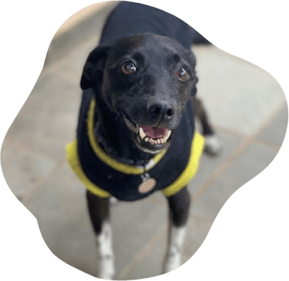 Cachorro resgatado feliz pelo Amigos da Mia