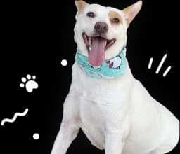 Cachorro feliz para parceria