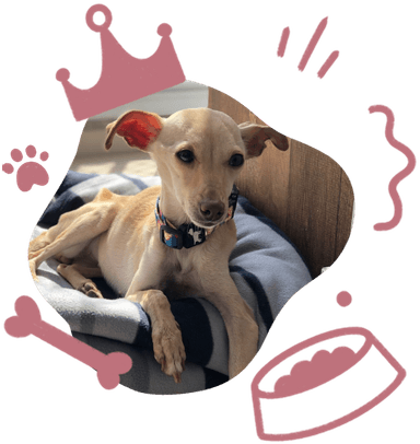 Mia, a mascote do Amigos da Mia