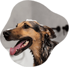 Brinquedos Interativos para Pets