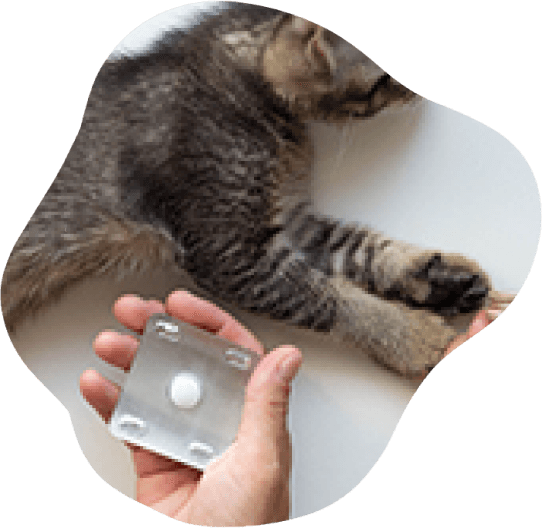 Capinha para Celular