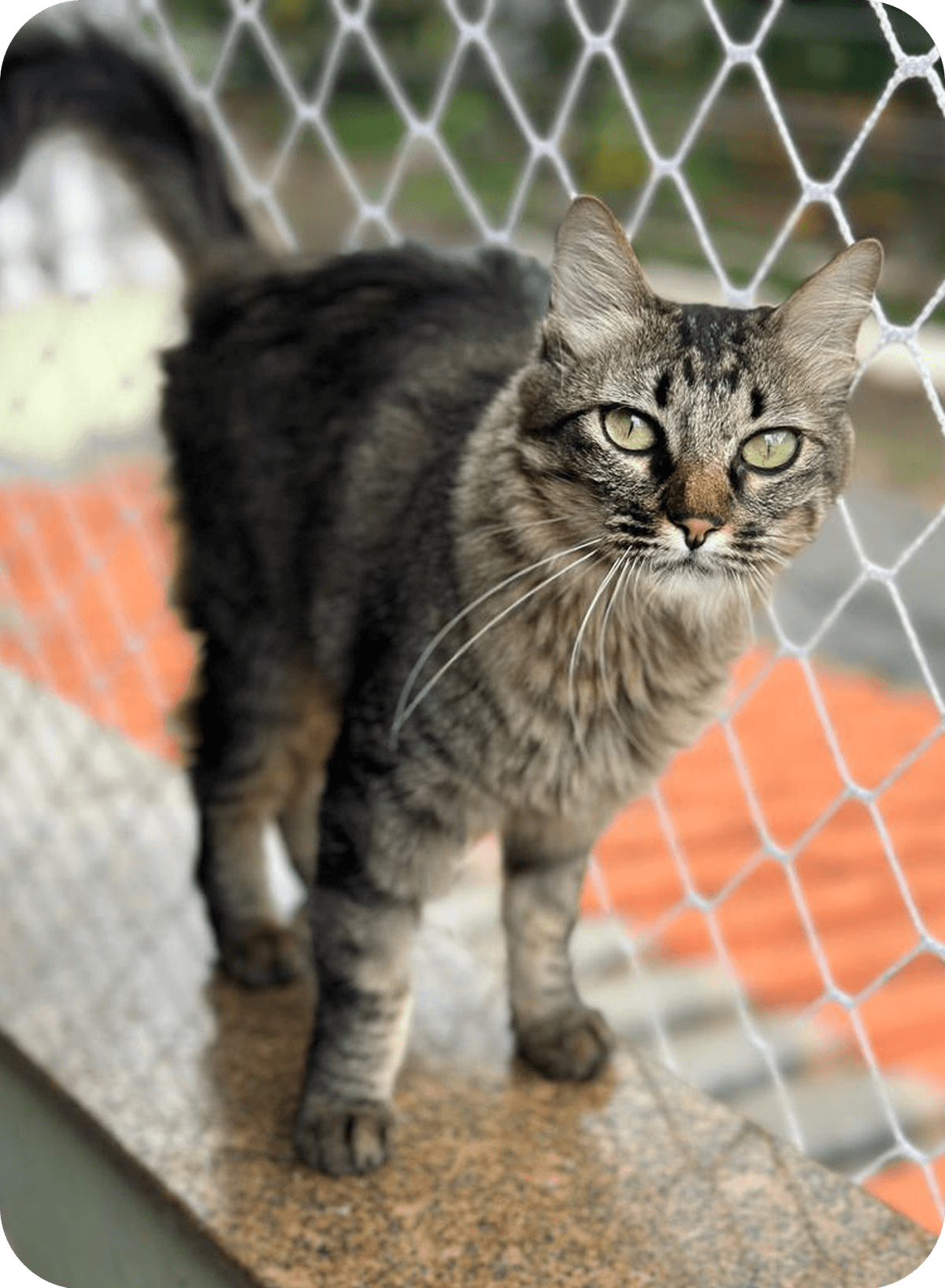 Gato cuidado pelo Amigos da Mia no abrigo
