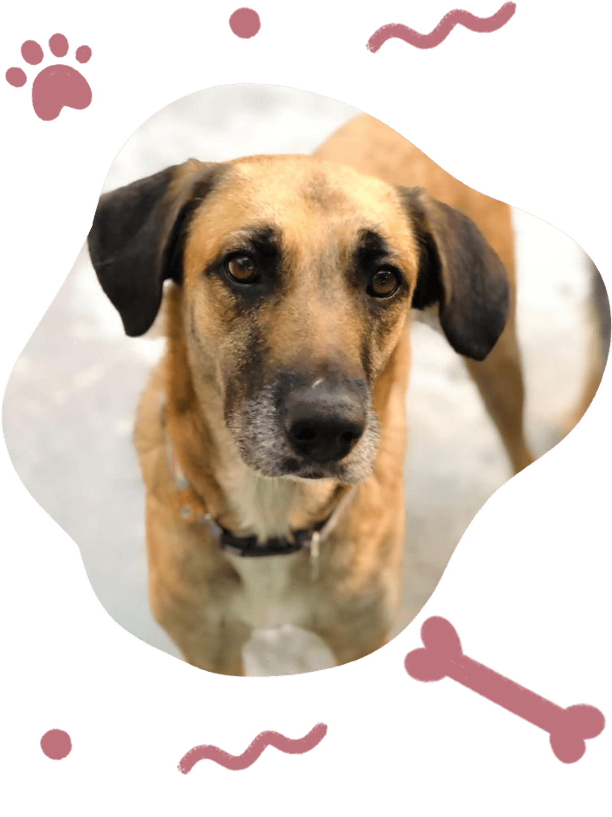 Cães e gatos para adoção