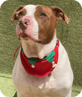Cachorro resgatado sorrindo aguardando adoção