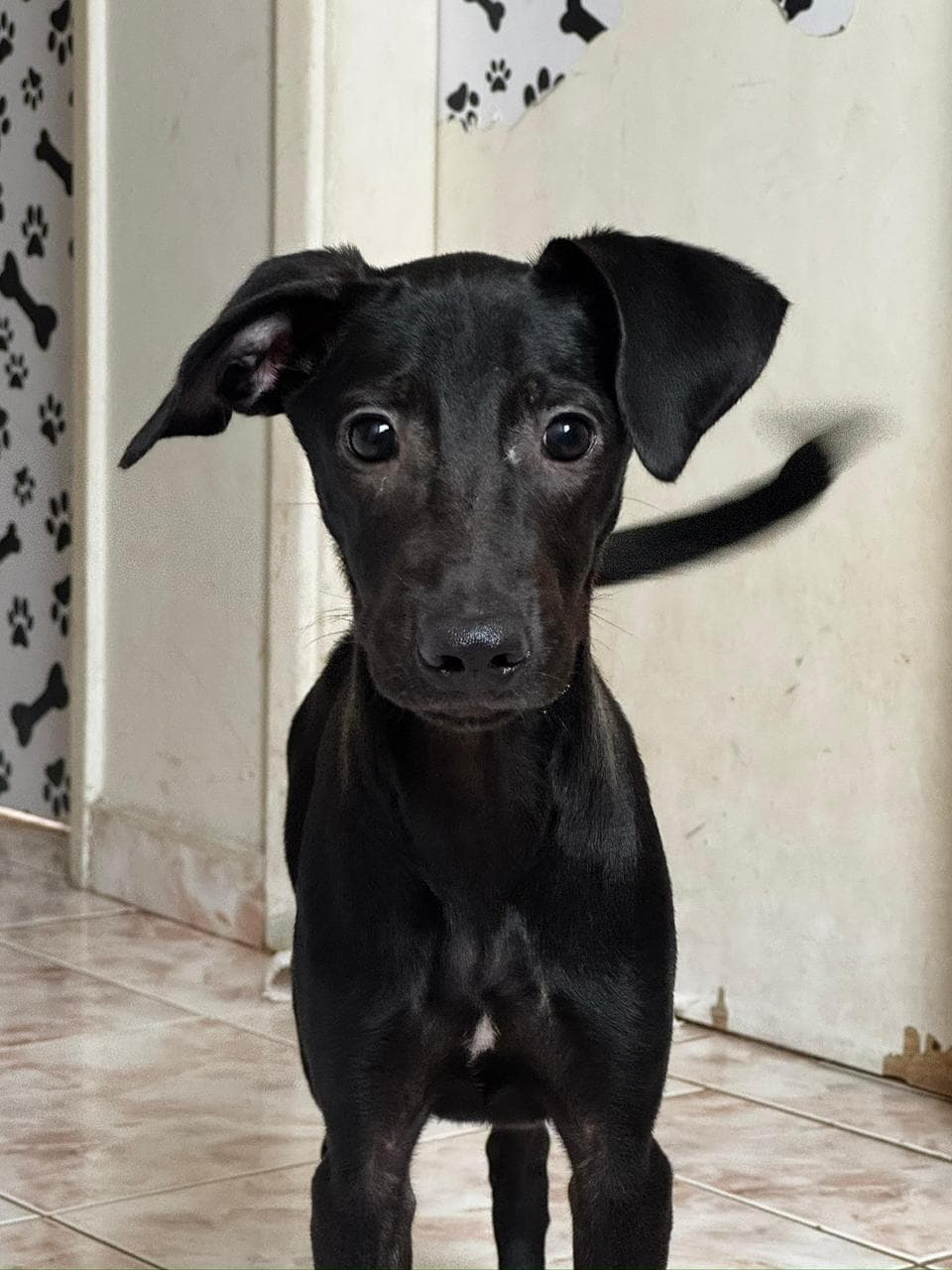 Steve e Will - Cachorro para adoção
