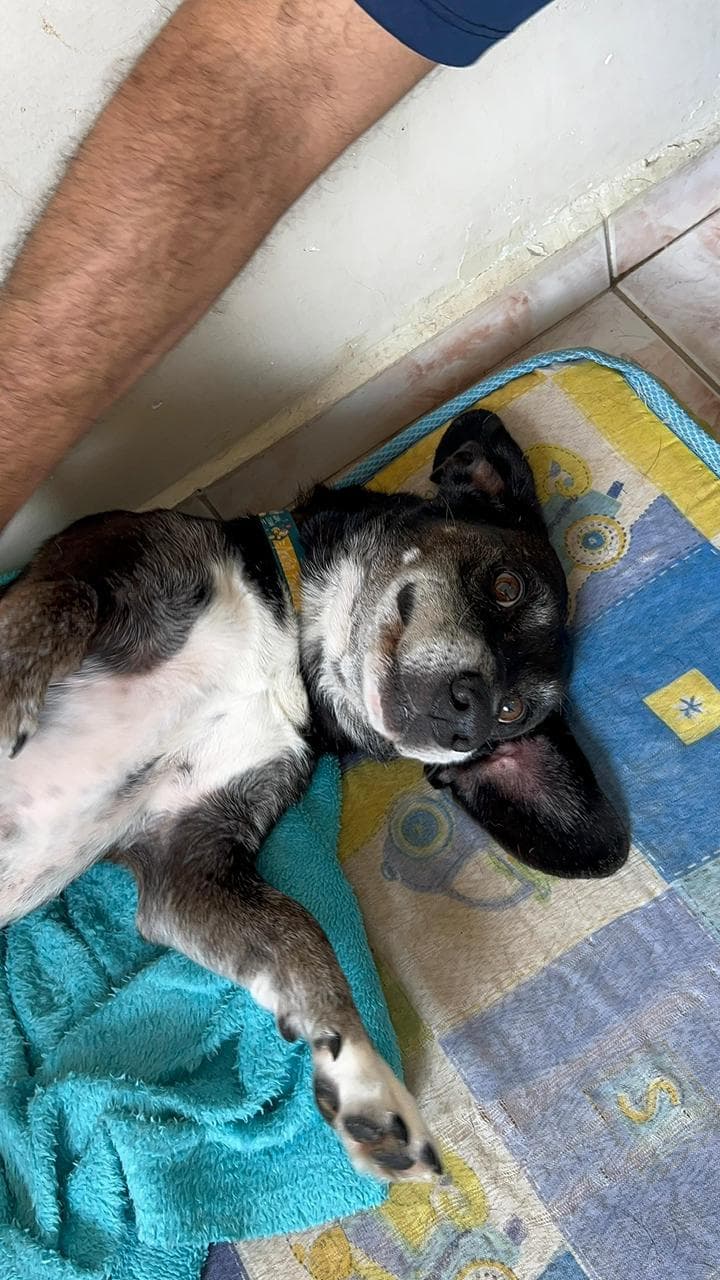 Tobias - Cachorro para adoção