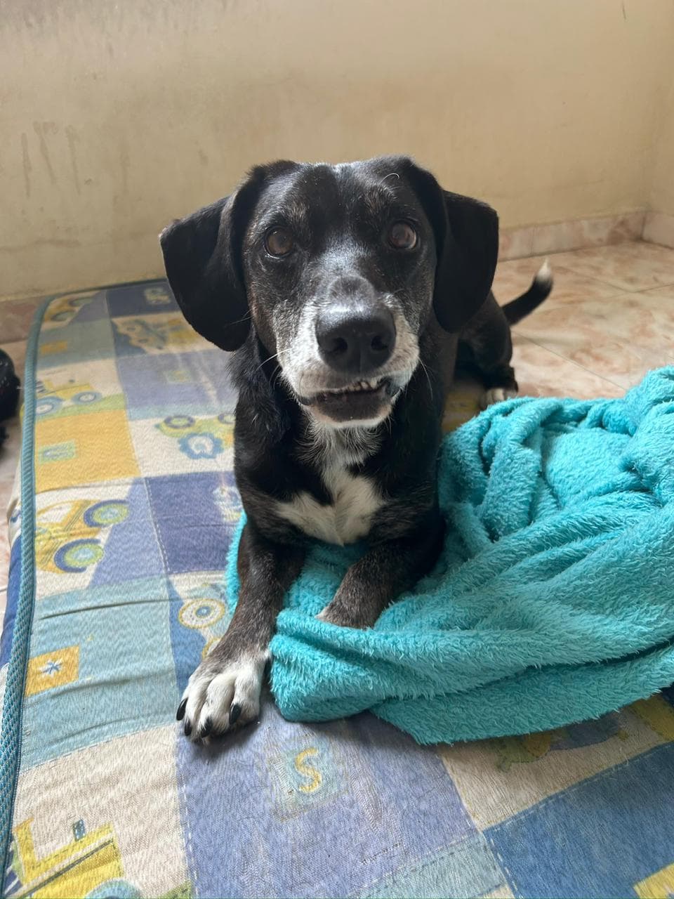 Tobias - Foto 3